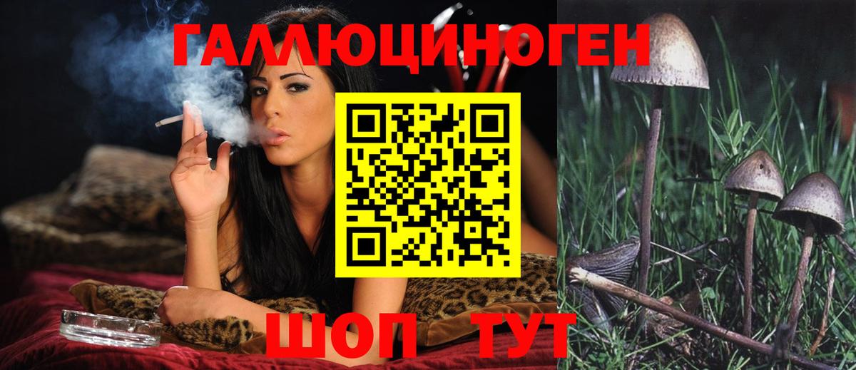 Псилоцибиновые грибы Psilocybe Усть-Джегута